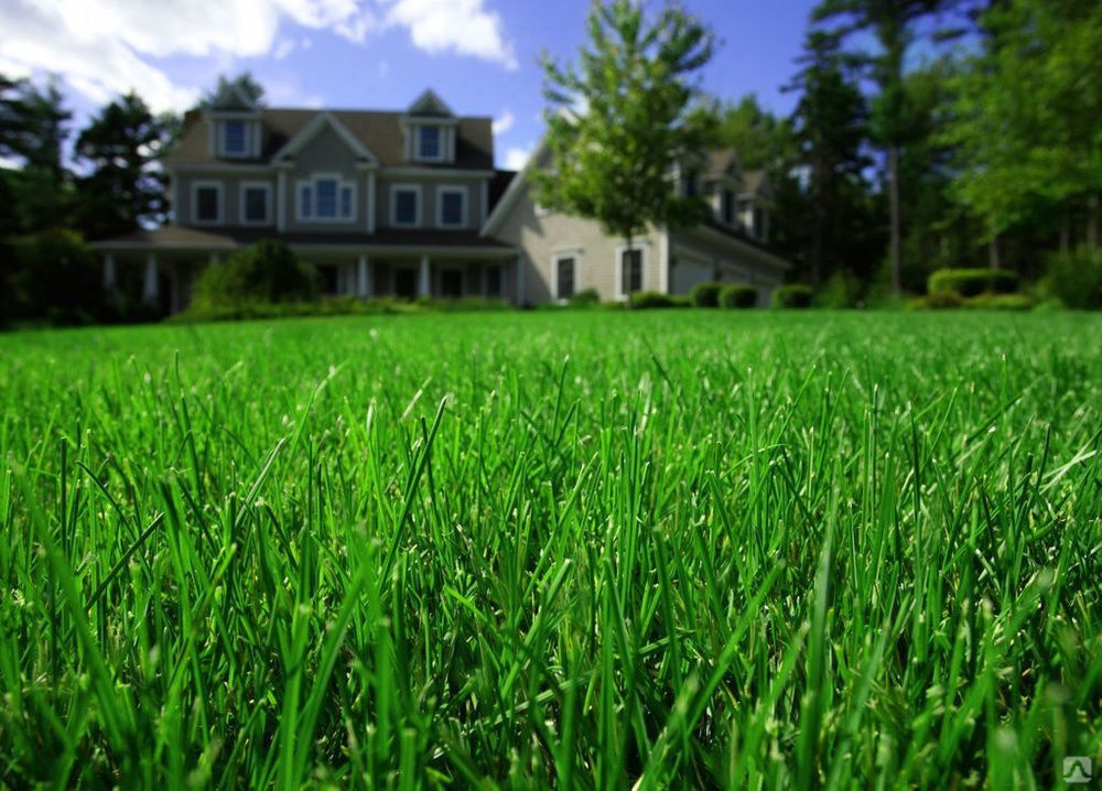 Трава у дома в стиле ппк. Красивый газон. Газонная трава. Трава газон. Зеленый газон.